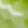 lime color
