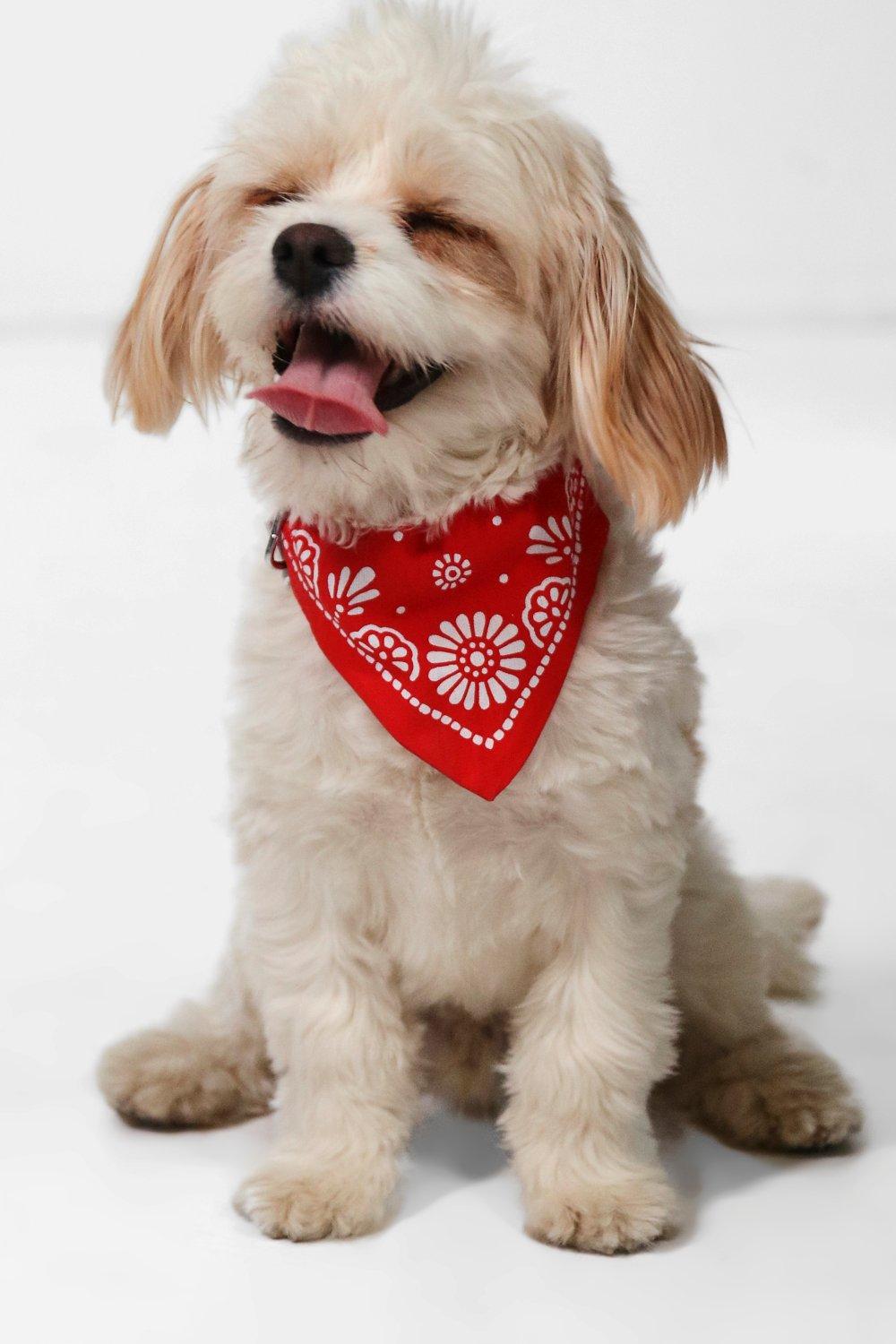 paisley dog bandana