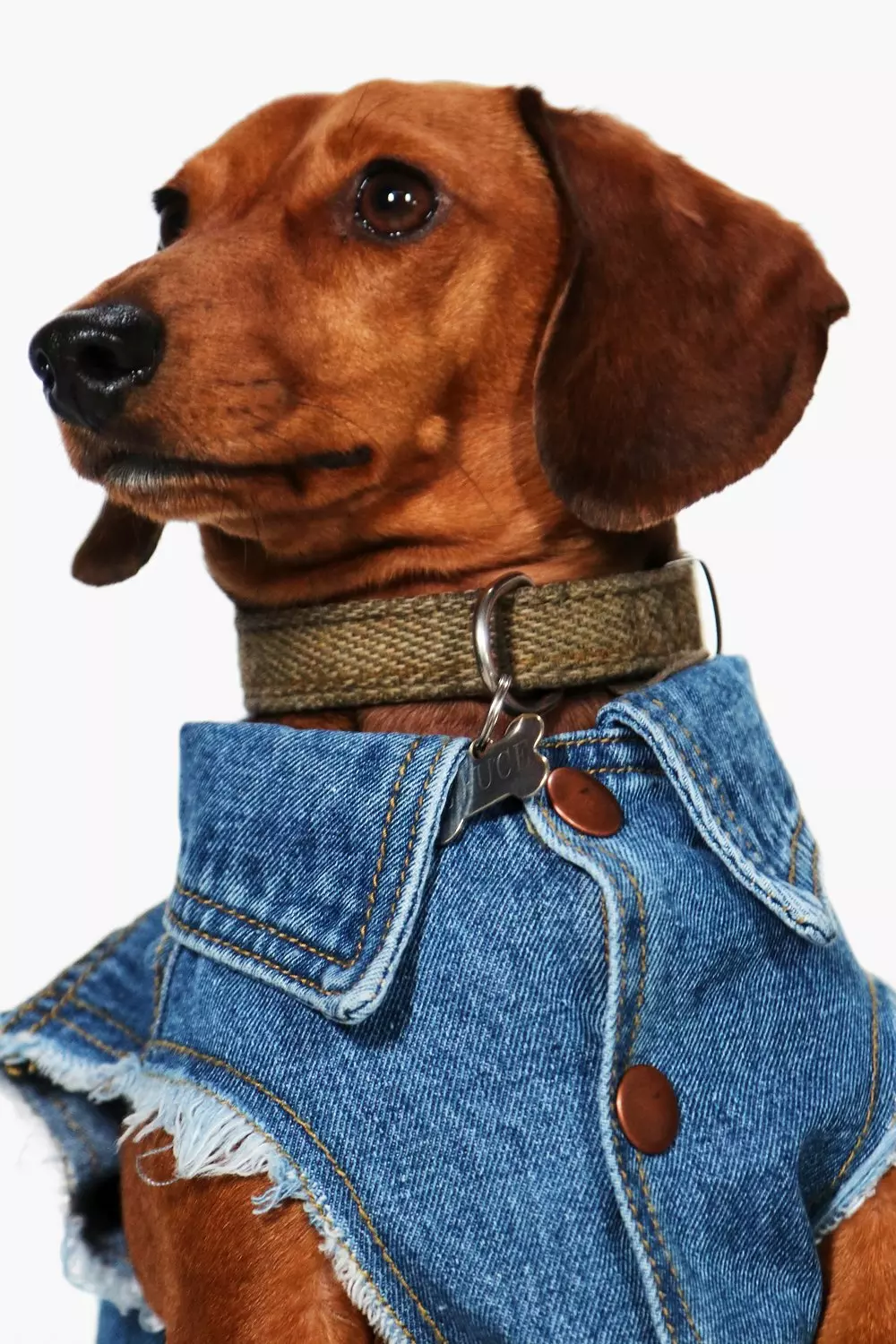 Dachshund denim jacket sale