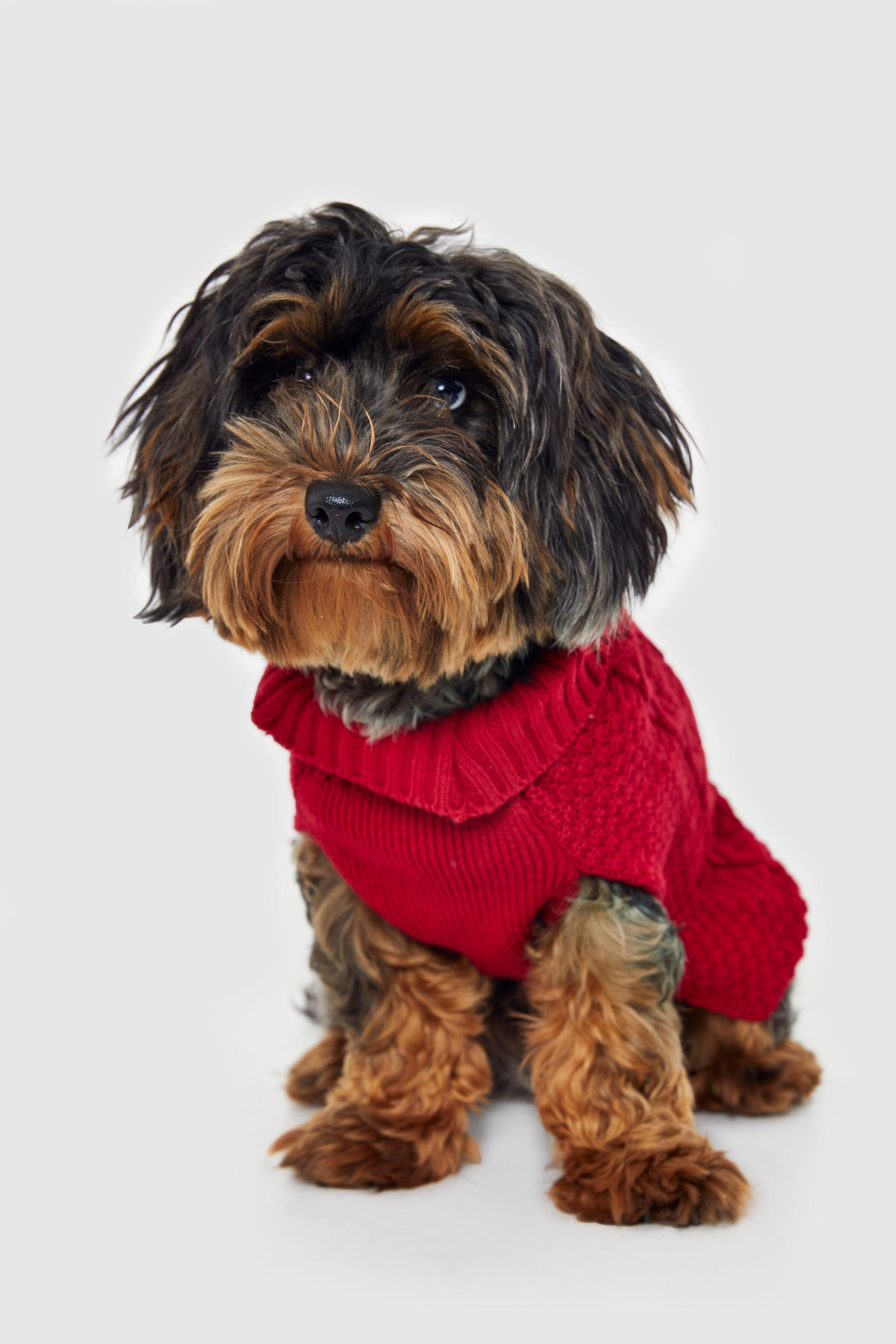 Boohoo christmas jumper on sale dog