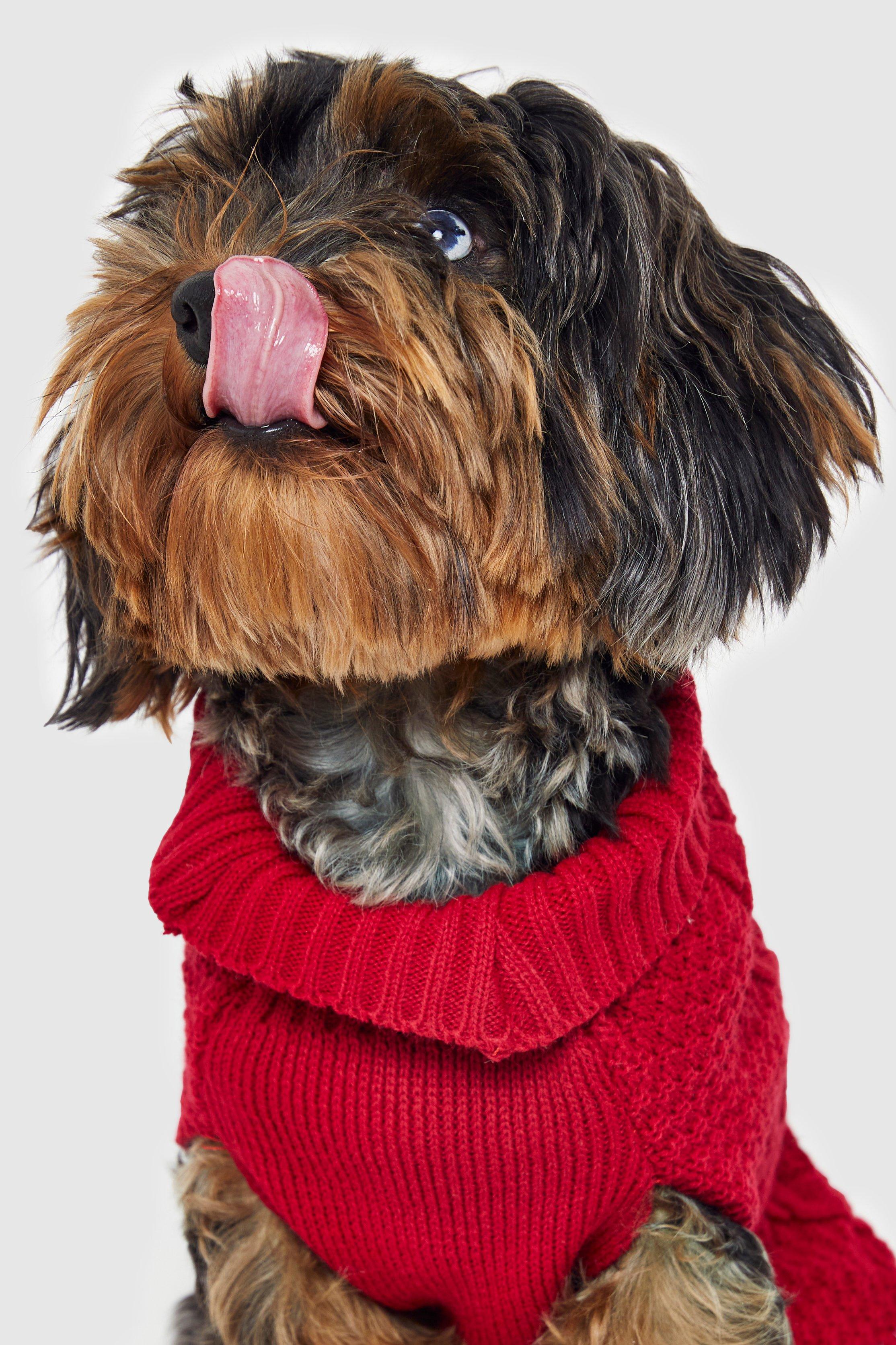 Boohoo christmas hotsell jumper dog