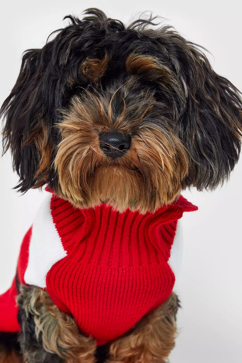 Dog jumper outlet boohoo