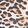 leopard color