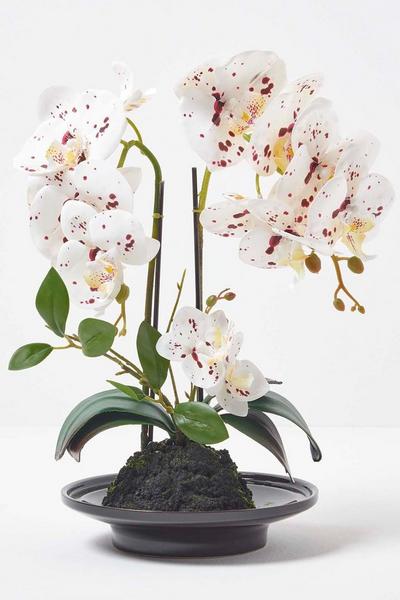 Homescapes White White Orchid 36 cm Phalaenopsis in Ceramic Pot