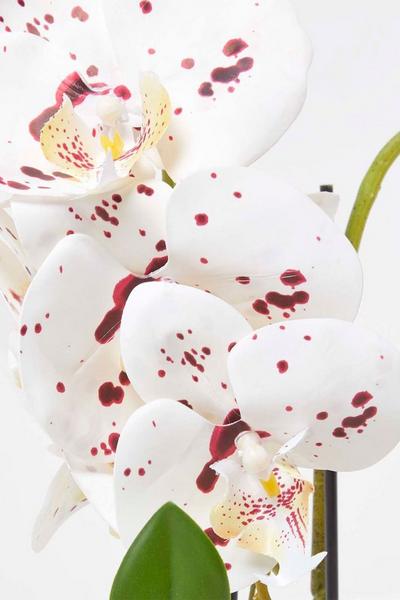 Homescapes White White Orchid 36 cm Phalaenopsis in Ceramic Pot