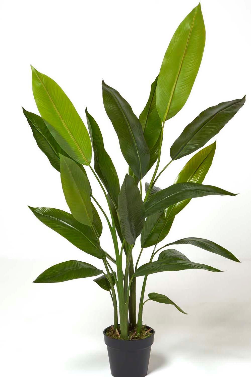 Homescapes Heliconia Plant in Pot, 140 cm Tall | Debenhams